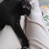 ひざから落ちる猫