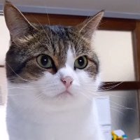 遠くを見る猫