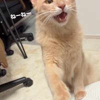 飼い主の腕をタッチして鳴き声をあげる猫