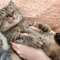 女性に撫でられて目をつむる猫