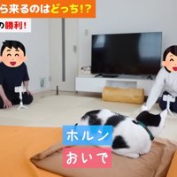 おいで
