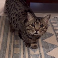 向かってくる猫