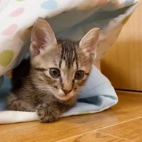 トンネルに入っている子猫