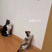 虫を見つけた2匹の猫
