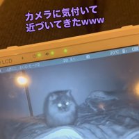 歩く猫