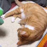 ペット用マットの上に寝転がる猫