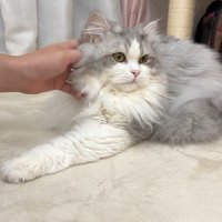 しろがね丸くん