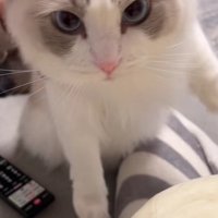 抱っこされる猫