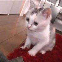 タオルとともに止まるネコ吉ちゃん