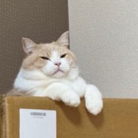 室内にいる猫