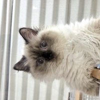 ケージの上から半分近くはみ出ている猫の上半身