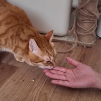 指をペロペロのアップ