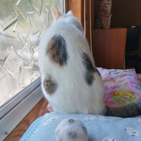 猫の背中