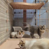 遊んでいる子猫たち