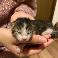 手のひらに乗る子猫