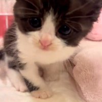 ケージの中の子猫