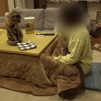 こたつに入る飼い主とテーブルの上の猫