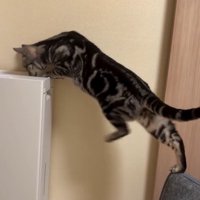 左足を上げた猫（足の位置：真ん中）
