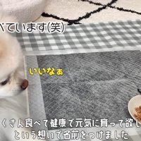 ごはんを食べる子猫と見ている犬