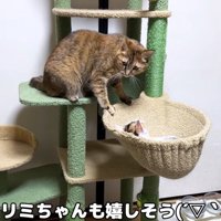 キャットタワーにいる成猫と子猫