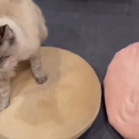 クッションの上を歩く猫