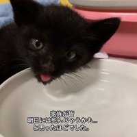 水を飲む子猫