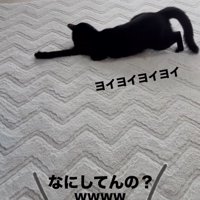 前足を伸ばす猫