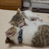 ニャンプロ