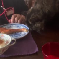 食卓の猫