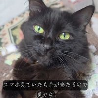 飼い主を見つめる黒猫