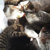 しあわせそうに眠る猫たち