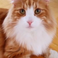 正面を見ているノルウェージャンフォレストキャット