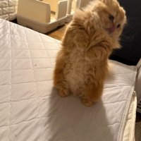立ち上がり舌を出す猫
