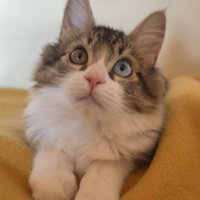 上を見ている猫