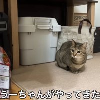 テロップ「うーちゃんが～」