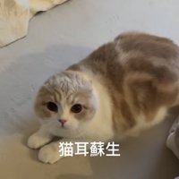 耳がなくなっている猫「猫耳蘇生」