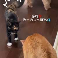 尻尾を膨らませて茶トラ猫に近づく三毛猫