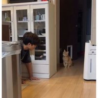 隠れている猫