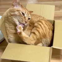 箱の中で毛づくろいをする猫