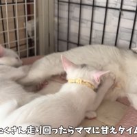 甘える猫