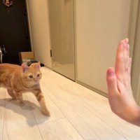 飼い主の手に近づく猫