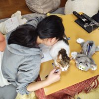 猫に顔を押し付ける女の子