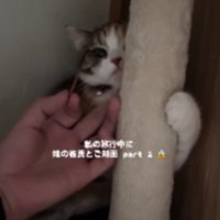 猫に差し出された手