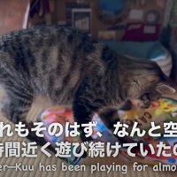 おもちゃを捕まえる猫