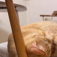 椅子の上でくつろいでいる猫