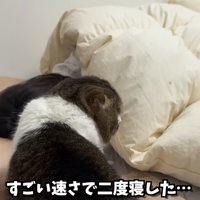 眠っている女性の横にいる猫