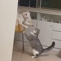 椅子に乗っている猫とけんかをするアメリカンカールの猫