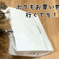 ボクもお買い物に行くでち！
