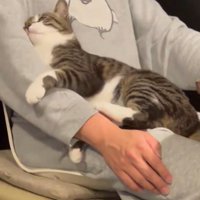 飼い主の腕を前足で挟む猫