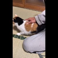 背をポンポン